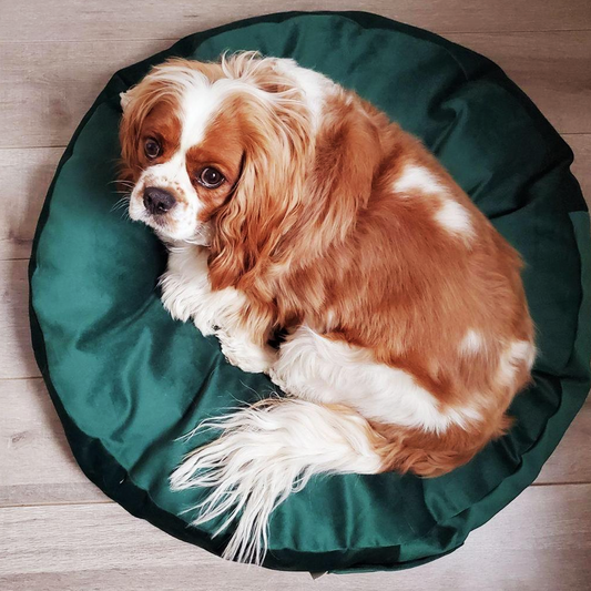 Choosing The Right Pooshi Bed