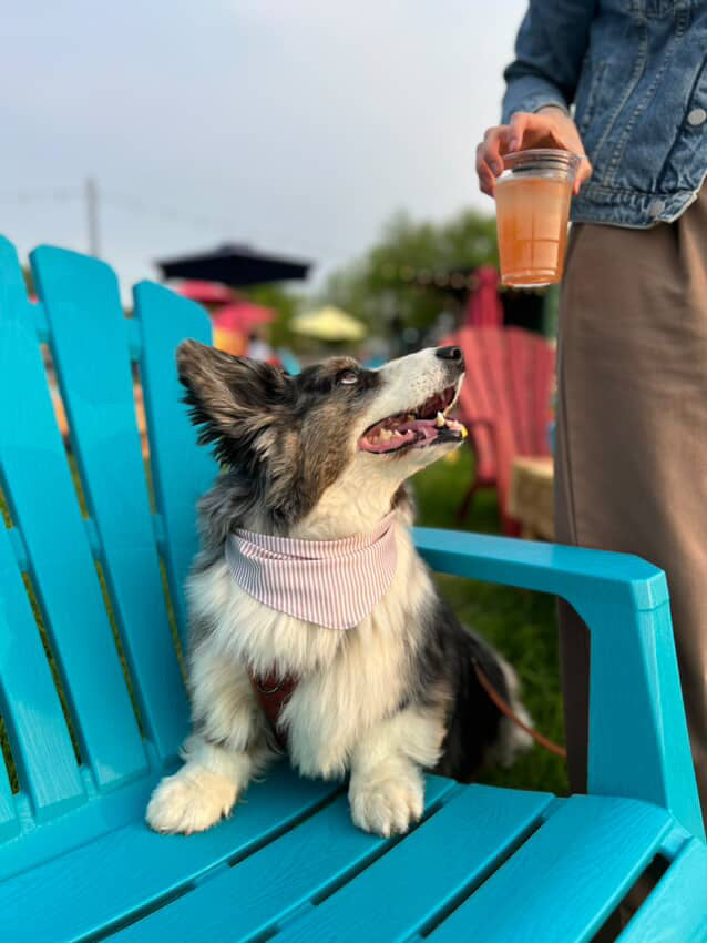 The Matchy Summer Set – Bandana, Pet Scarf & Scrunchie