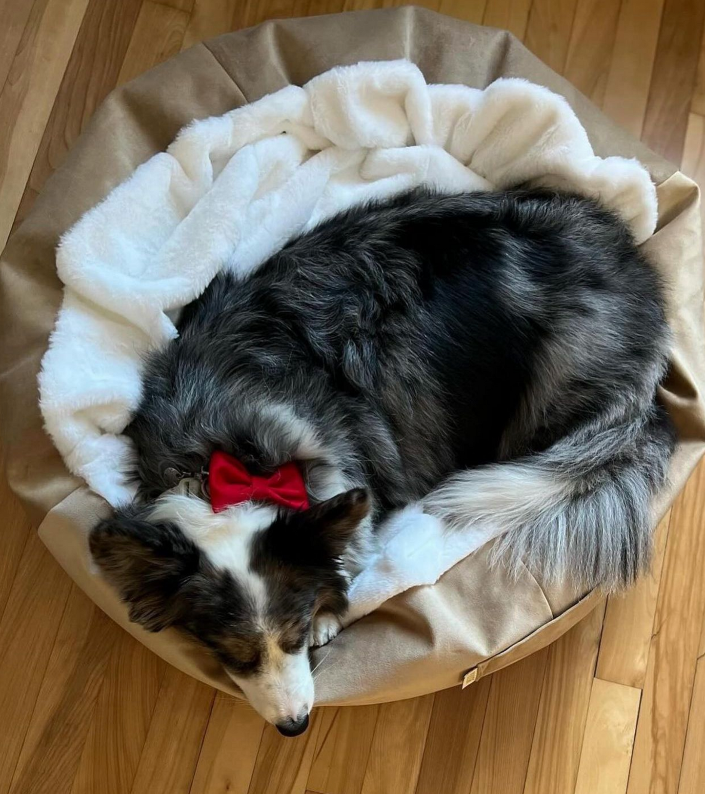 Papillon Bow- Holiday Edition