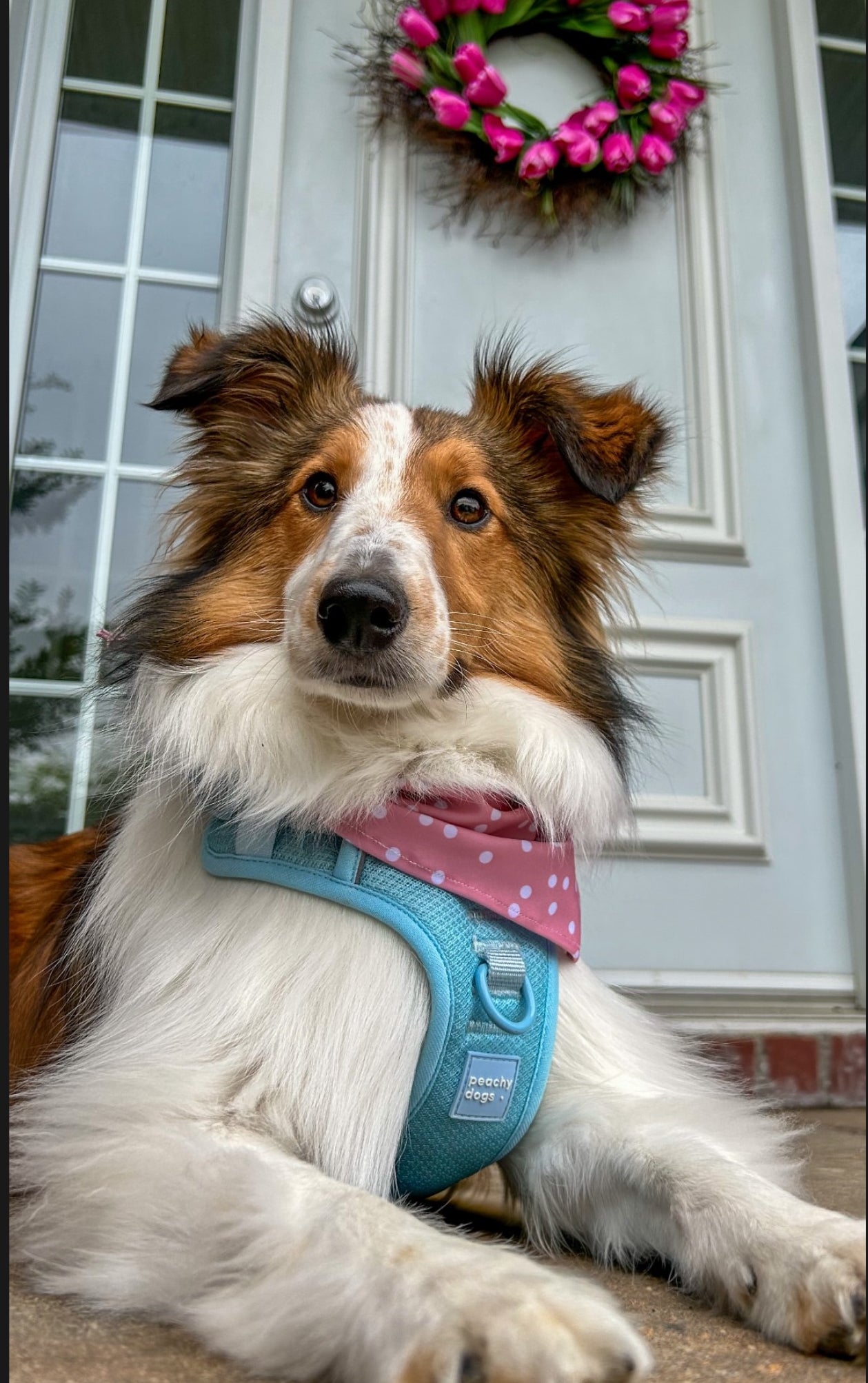 The Matchy Summer Set – Bandana, Pet Scarf & Scrunchie