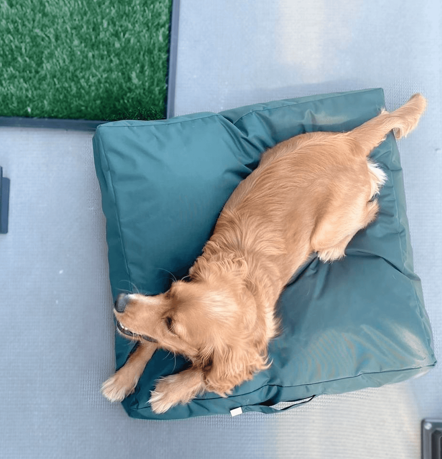 Biscuit Nylon