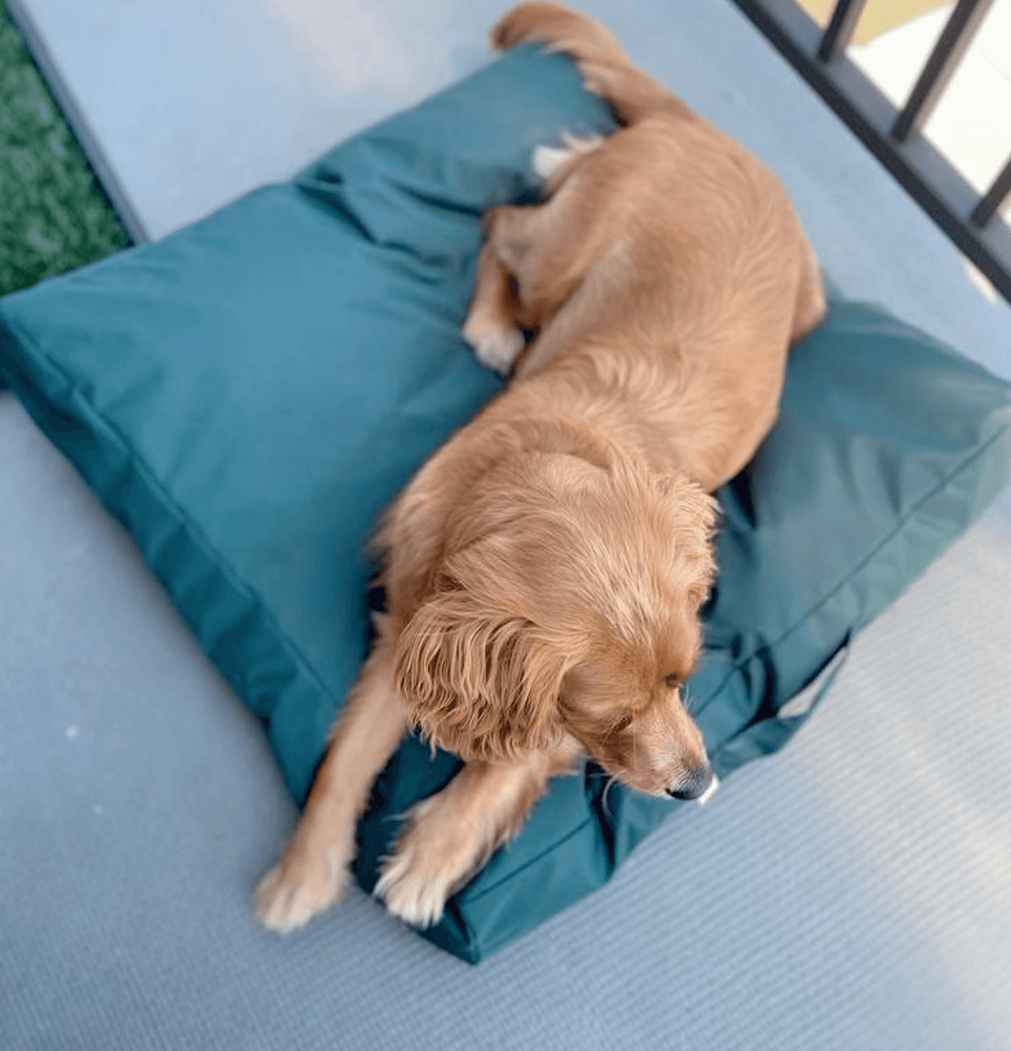Biscuit Nylon