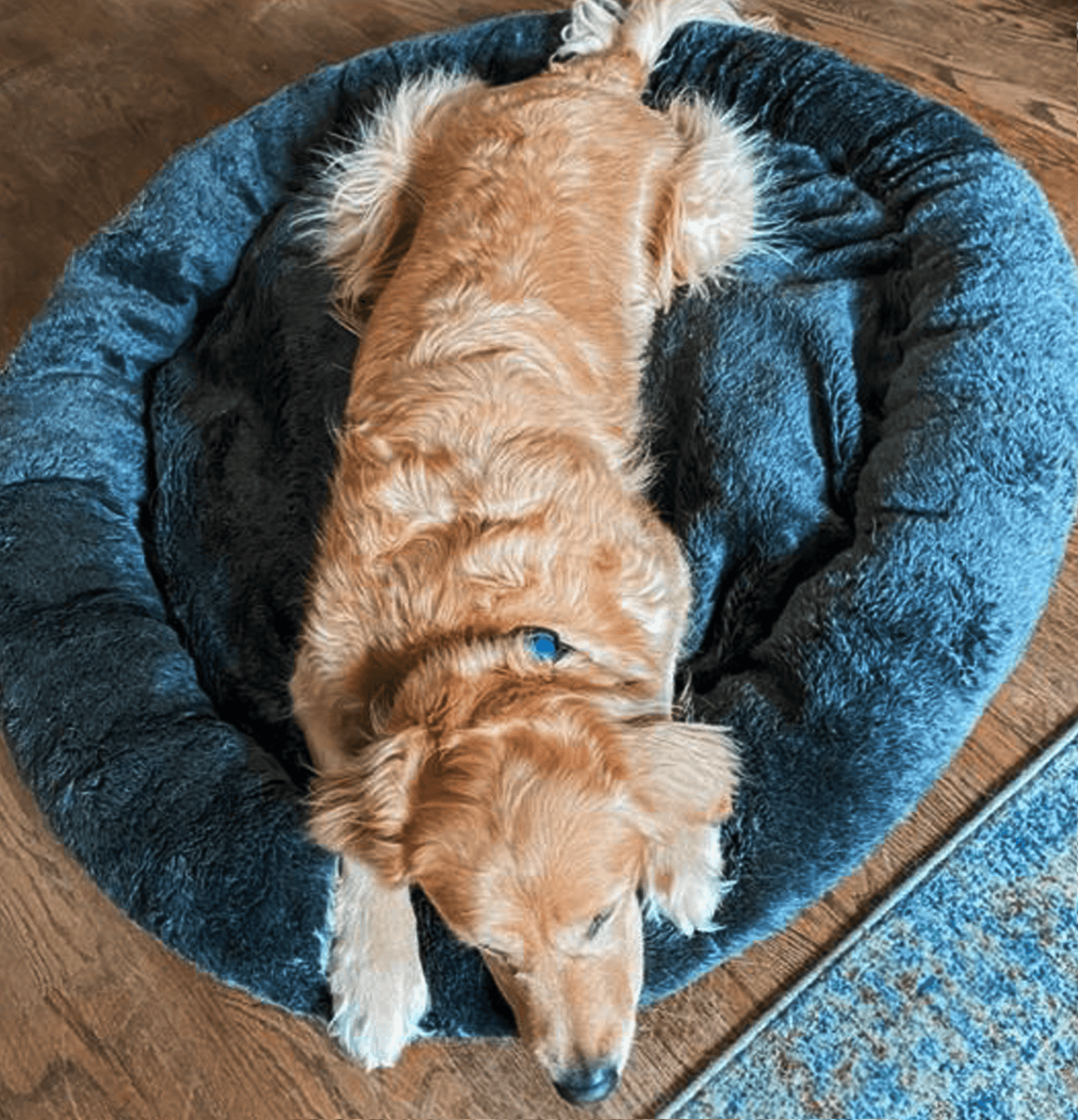 Donut