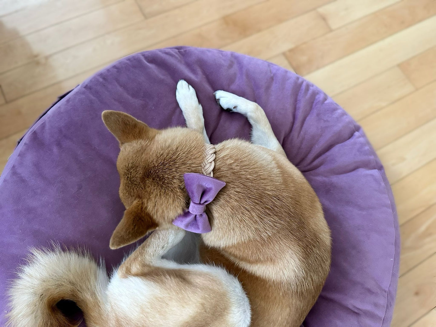 Papillon Bow