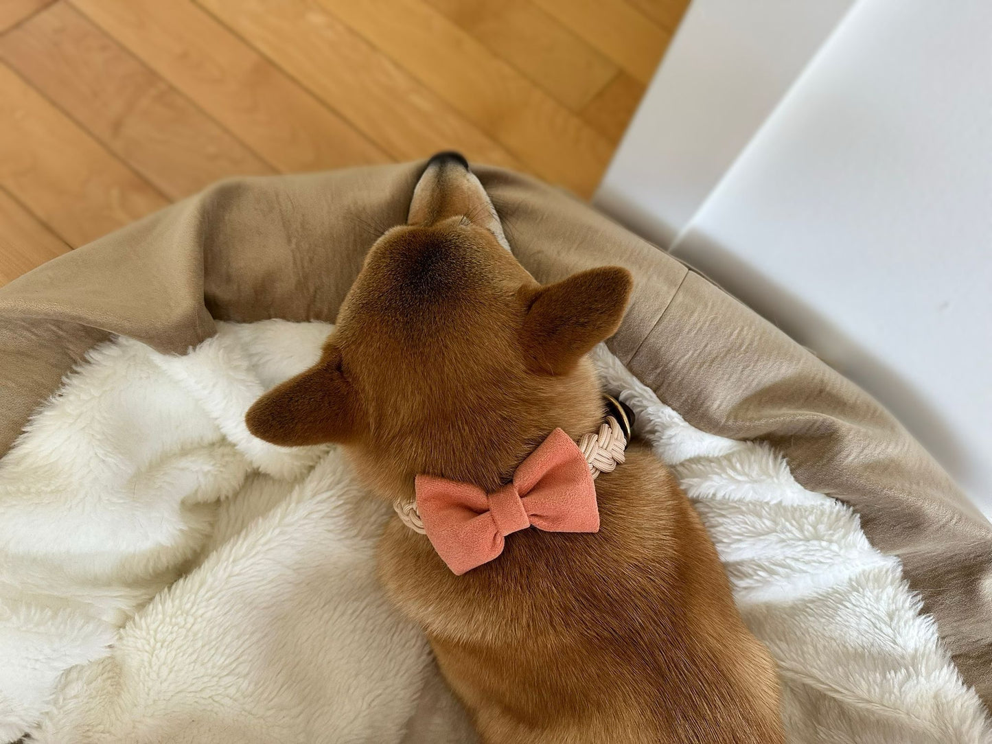 Papillon Bow