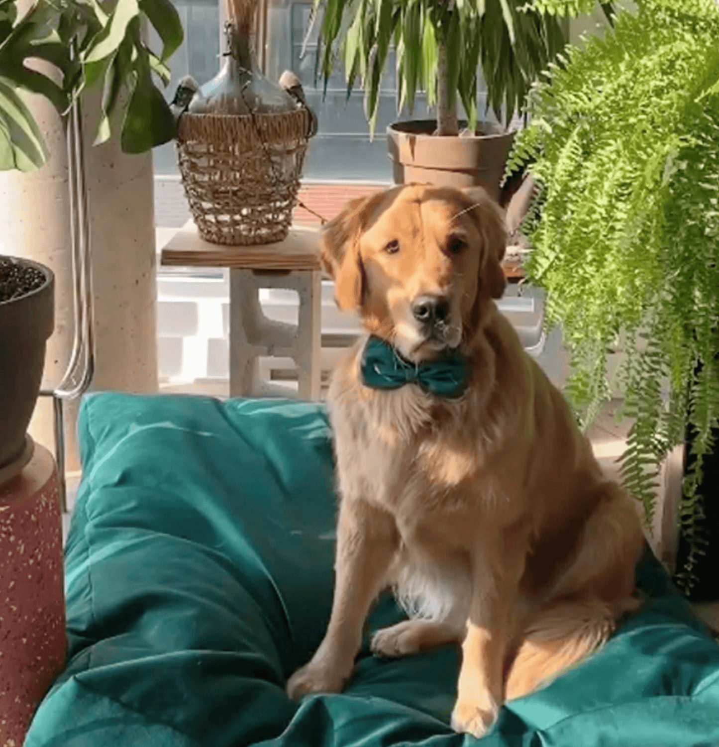 Biscuit Microsuede
