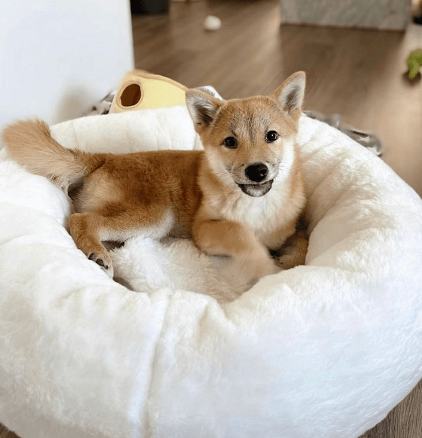 Donut