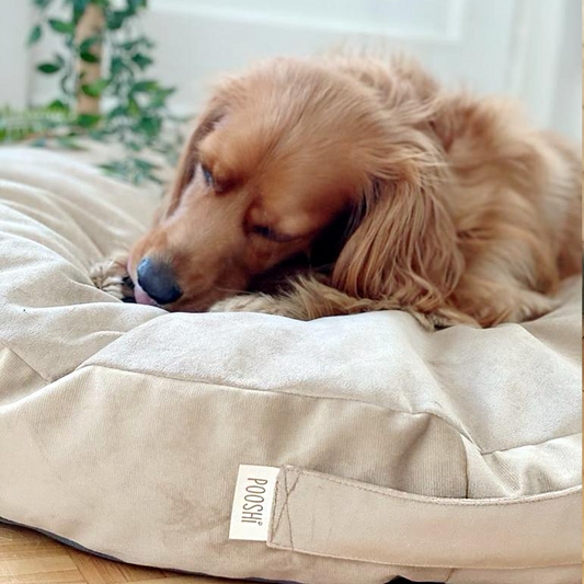 Why Every Dog Needs a Comfortable Bed