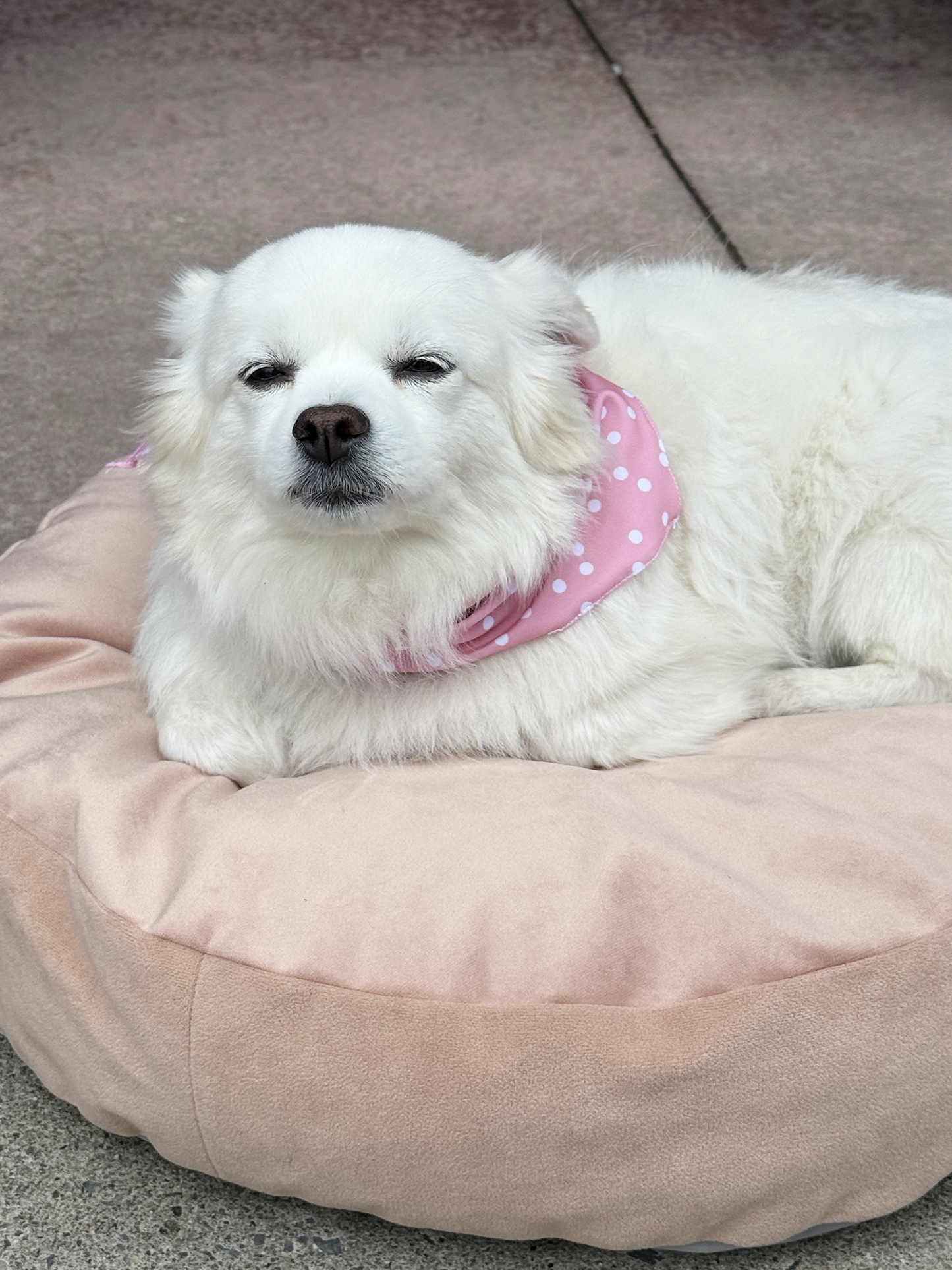 The Matchy Summer Set – Bandana, Pet Scarf & Scrunchie