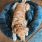 Donut