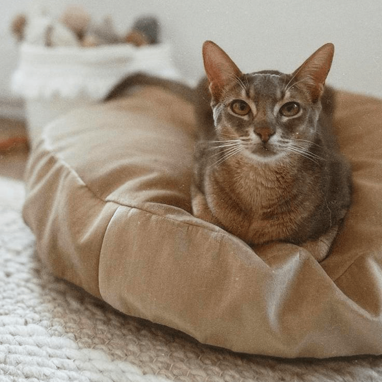 Cat 2024 macaron bed
