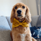 Papillon Bow