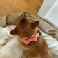 Papillon Bow