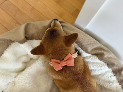 Papillon Bow