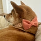 Papillon Bow