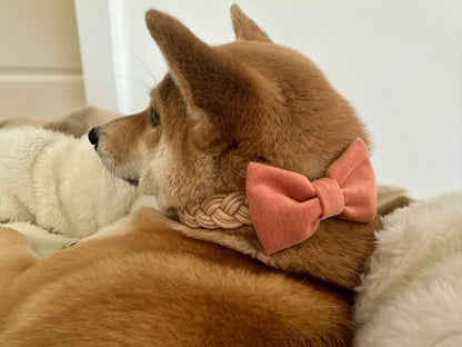 Nœud Papillon 