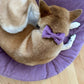 Papillon Bow
