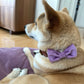 Papillon Bow
