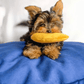 Chips Toys Microsuede