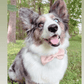 Papillon Bow